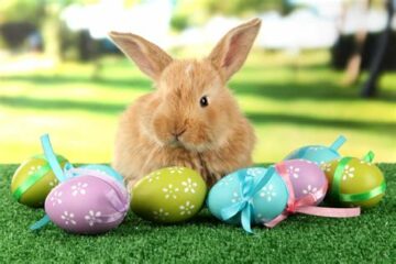 image of cute bunny and easter eggs
